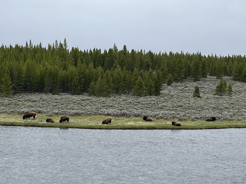 Bison grazing along the grassy Madison River shoreline with a pine forest in Yellowstone National Park.