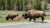National Park Mountain at Yellowstone National Park features a bison herd with a calf crossing a paved road.
