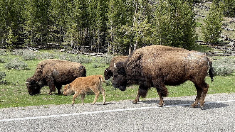 Bison herd, including a calf, crosses a paved road in Yellowstone National Park as evergreen trees loom behind.
