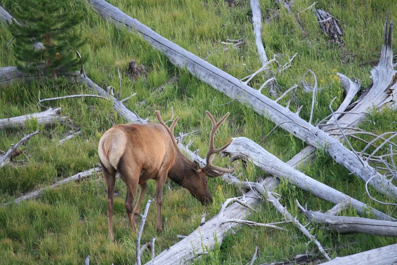 A brown moose with large antlers grazes among fallen gray logs in a grassy Yellowstone National Park meadow.