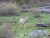 A light brown deer stands in a green meadow with rocks and fallen logs at Slough Creek, Yellowstone National Park.