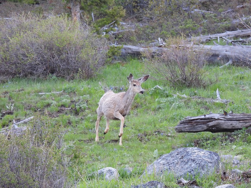 A light brown deer stands in a green meadow with rocks and fallen logs at Slough Creek, Yellowstone National Park.