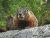 Slough Creek marmot perched on a granite ledge with pine branches in Yellowstone National Park.