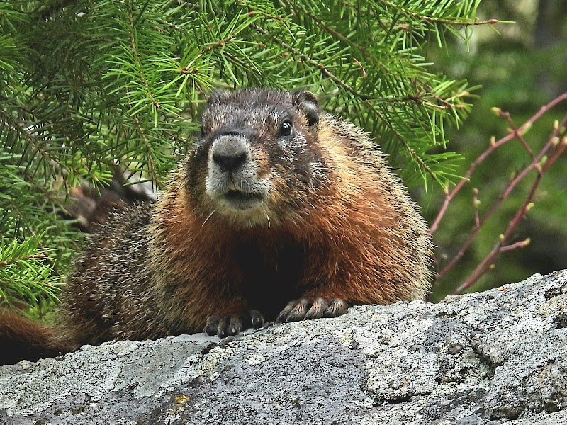 A furred marmot peeks over a gray rock ledge among pine branches in Yellowstone National Park.