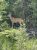 Mule deer stands in a lush forest at Bowman Lake Campground, Glacier National Park, near the edge of the site.