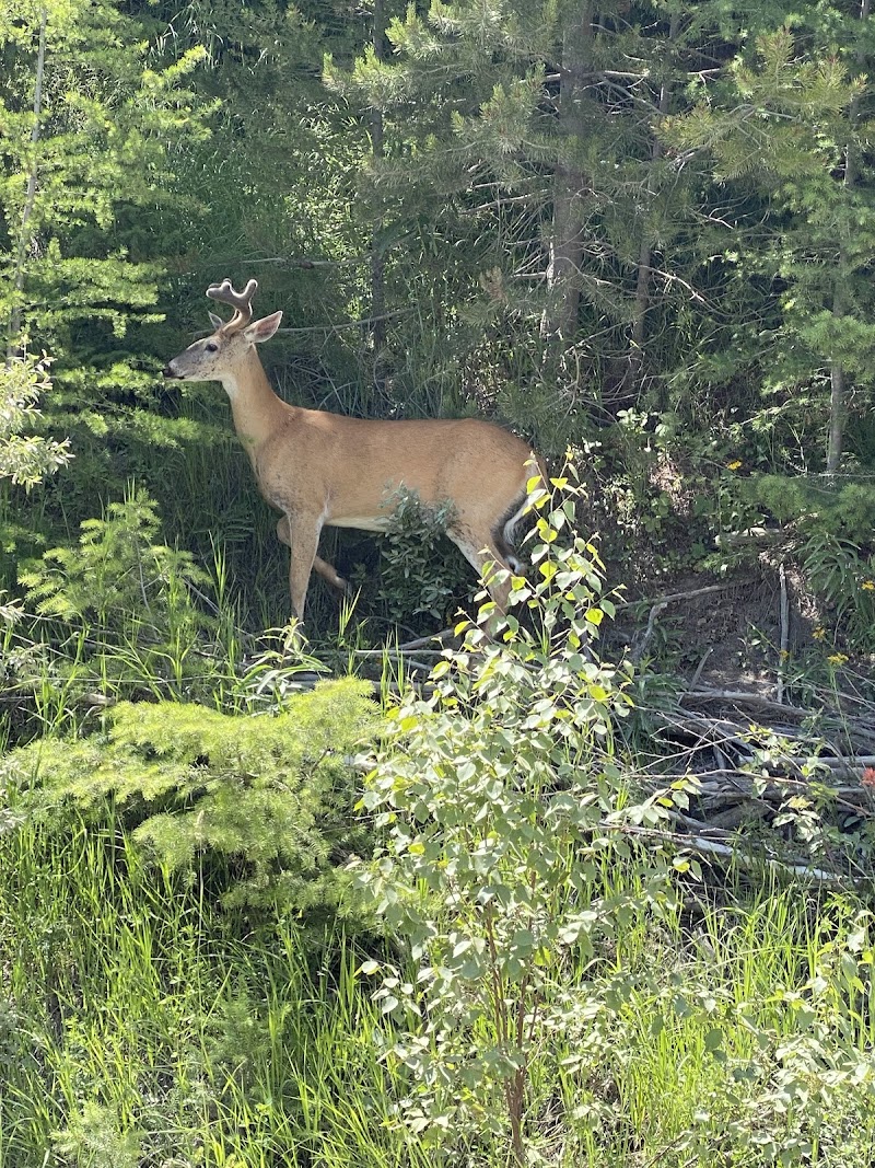 A deer with small velvet antlers stands among pines and tall grasses near Bowman Lake in Glacier National Park.