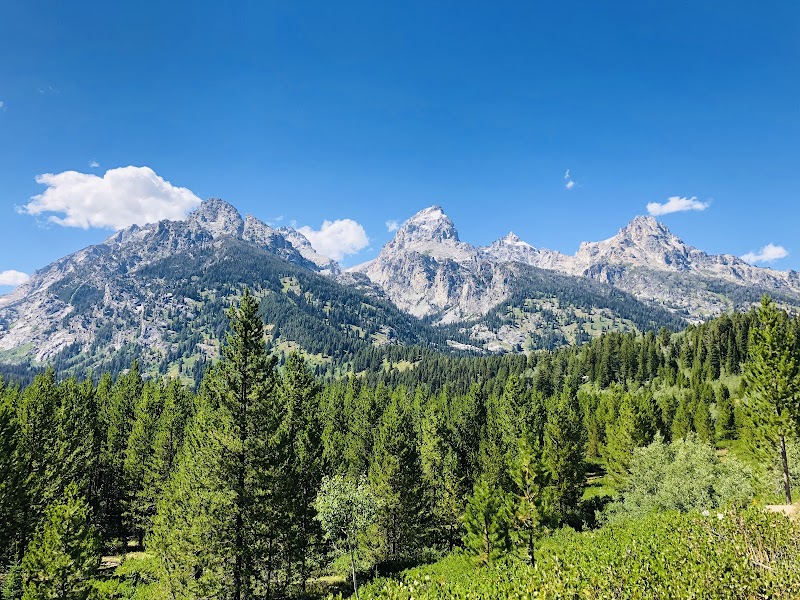 Lush pine forest and meadow beneath jagged snow-capped peaks near Yellowstone National Park
