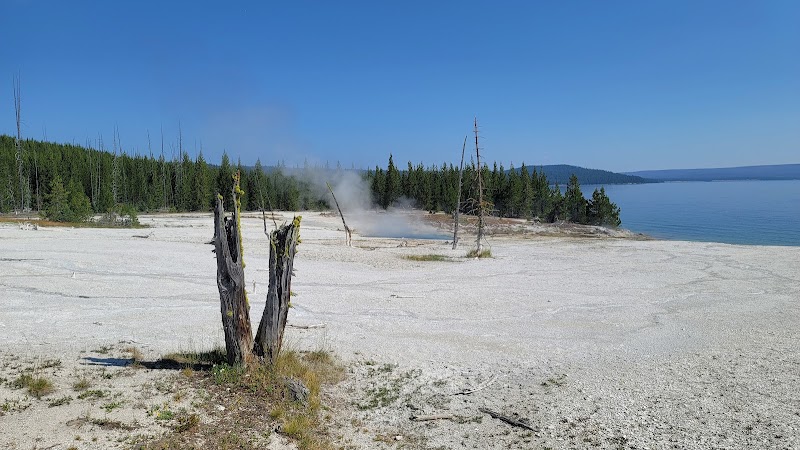 White travertine ground with two charred stumps, steam rising near forest edge beside blue lake at Yellowstone National Park.
