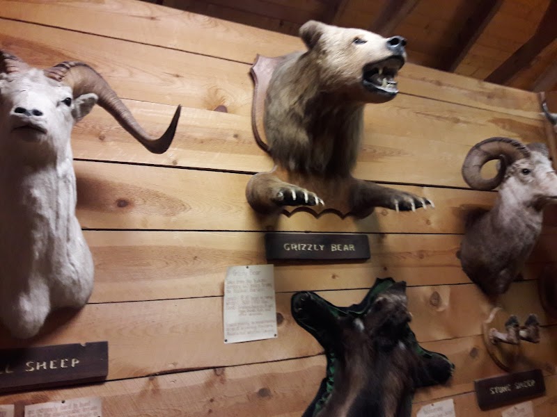 Gift shop display at Badlands National Park with mounted animal heads on a wood wall, including a grizzly bear and a ram.