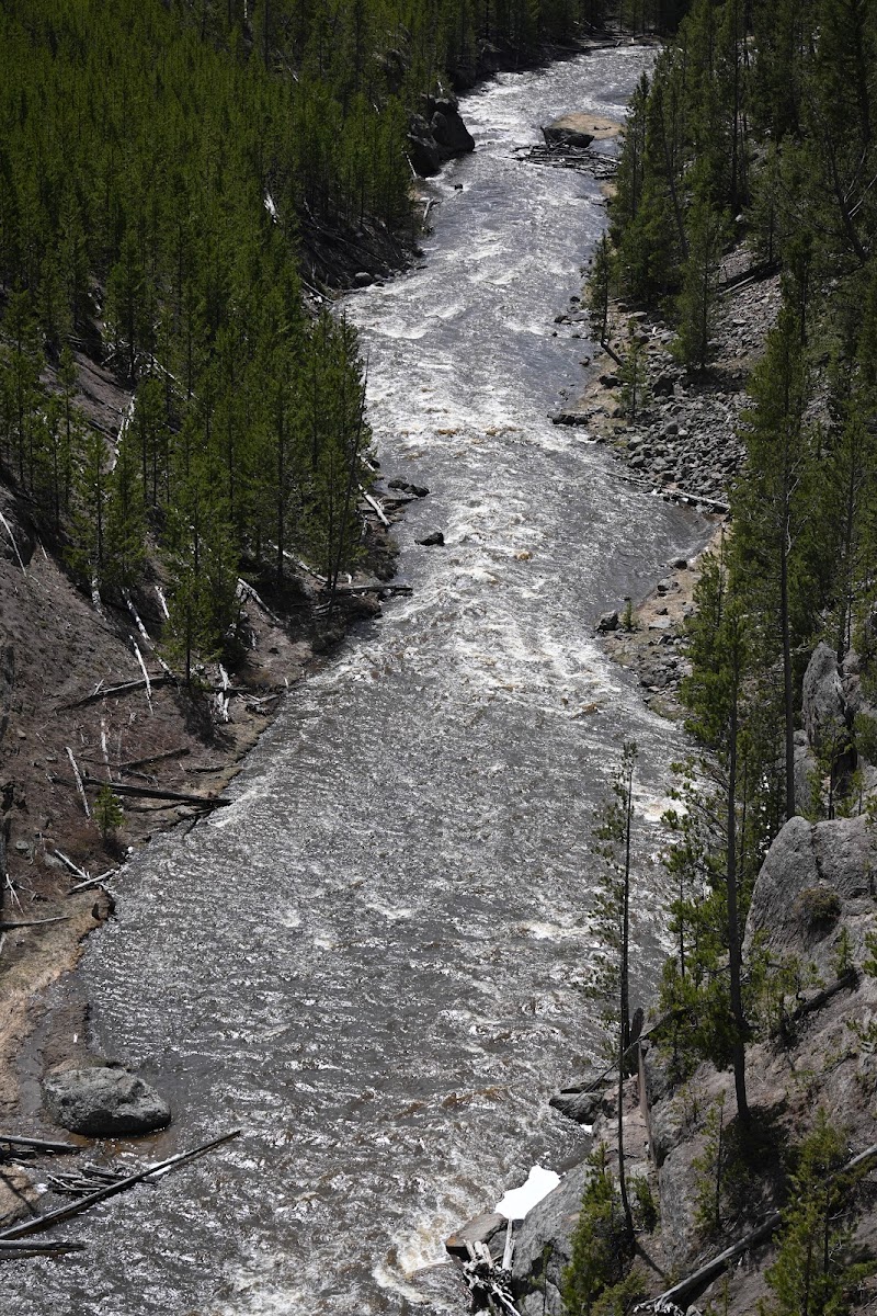 Steep canyon with a fast, white-water river winding through pine forest in Undine Falls area of Yellowstone National Park.