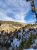 Snow-dusted valley and evergreen forest with a bright blue sky in Yellowstone National Park.