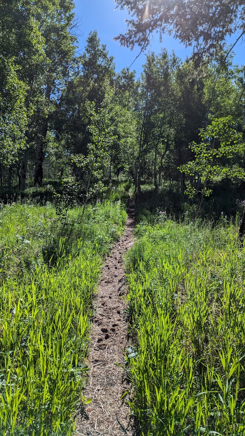 Narrow dirt trail winds through bright green grasses and young birch trees under a blue sky in Yellowstone National Park.