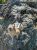 Fairy Falls in Yellowstone National Park shows a curious squirrel perched on rugged, lichen-covered rocks.