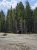 Bison stands near the shore at Sour Lake in Yellowstone National Park, with a pine forest backdrop and bright blue sky.