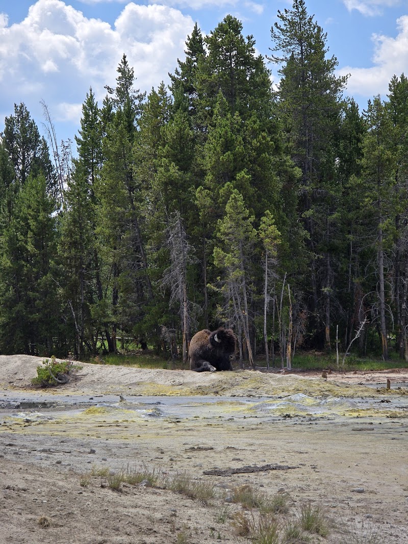 Bison resting near a tree line at Sour Lake, Yellowstone National Park, with mineral-streaked shore and blue sky.