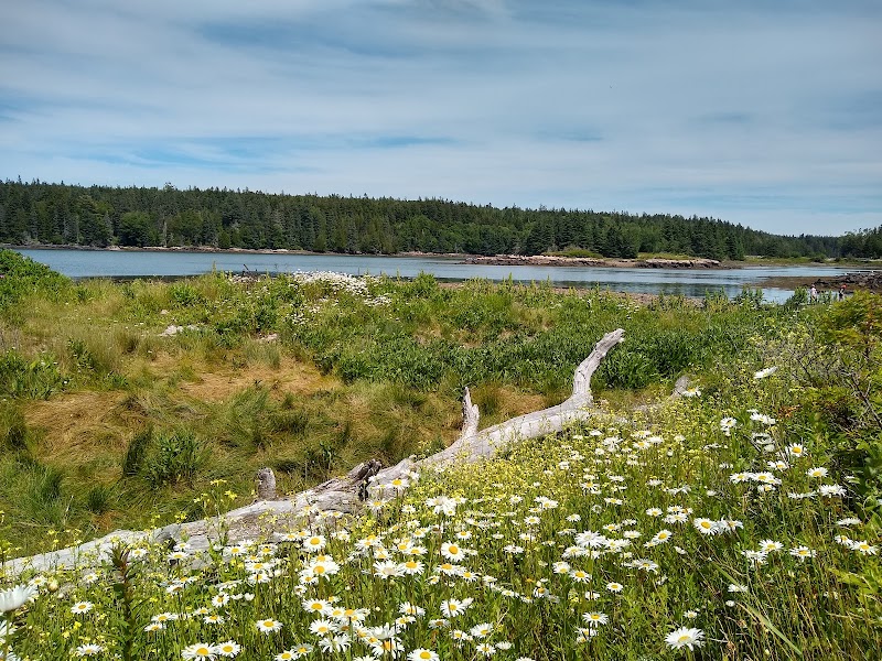 Coastal meadow with daisies and a fallen log along Winter Harbor shoreline in Acadia National Park.