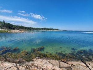 Calm turquoise shoreline with rocky foreground, clear water, and a pine forest along Acadia National Park coast.