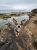 Small gray and tan terrier on damp rocky shoreline, tide pools visible, ocean beyond, near Acadia National Park.