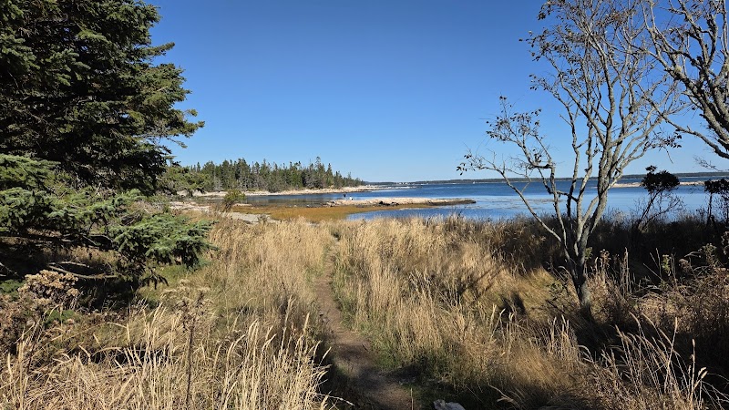 Grassy dirt trail winds toward a blue bay in Acadia National Park, with pines on the left and bare trees on the right.