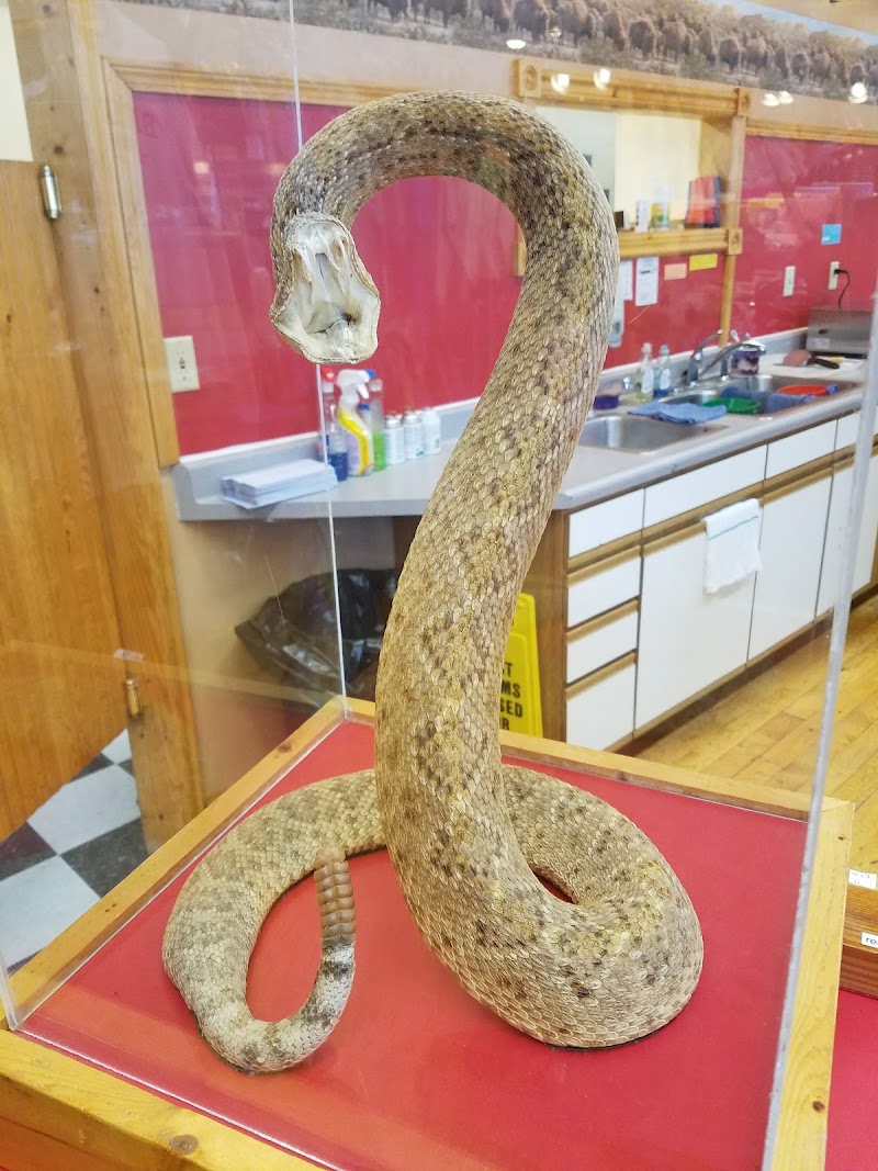 Coiled taxidermy rattlesnake in a glass display case with its head raised and mouth open, at Badlands National Park gift shop.