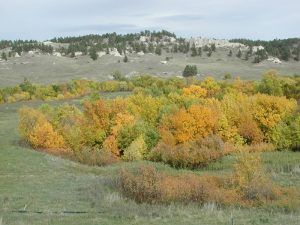 Fall colors blanket a grassy valley with a dense stand of orange, yellow, and green trees, Badlands National Park in distance.