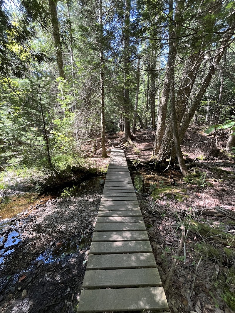 Wooden boardwalk winds through a dense pine forest at Acadia National Park, with dappled sunlight on the planks.