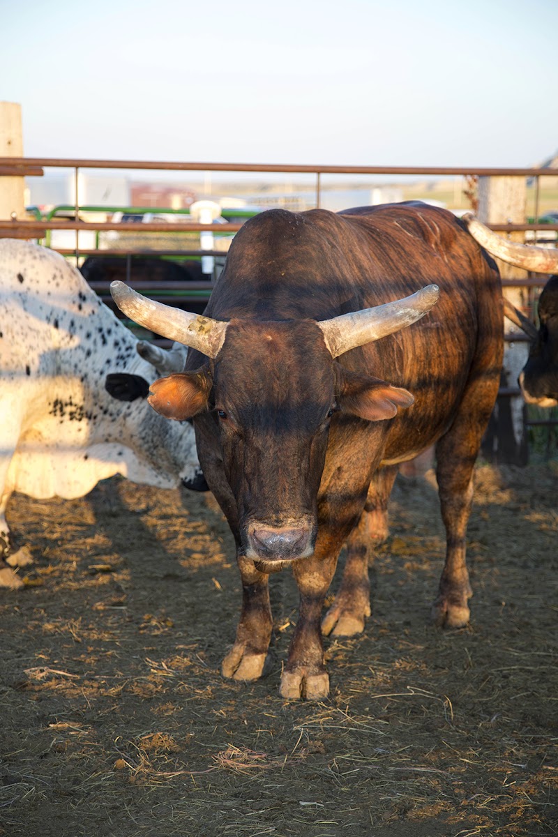 Brown bull with long curved horns stands in a dusty corral at Badlands National Park, with a spotted white cow nearby.