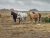 Interior: a line of horses on a wind-swept prairie in Badlands National Park, South Dakota.