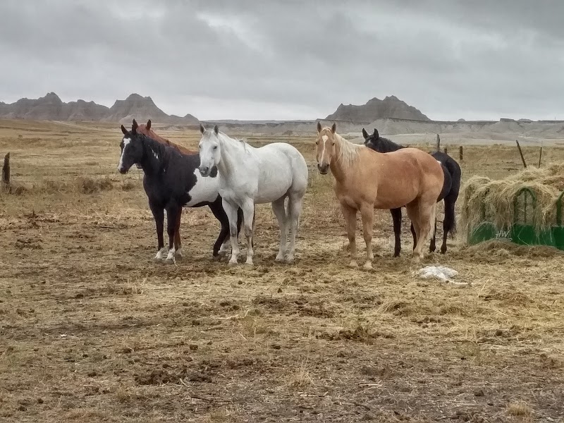 Five horses (black, white, palomino, chestnut) stand on a dry prairie with distant Badlands National Park rock formations.