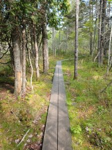 Wooden boardwalk winds through a spruce forest at Maine Coastal Islands National Wildlife Refuge, Acadia National Park.