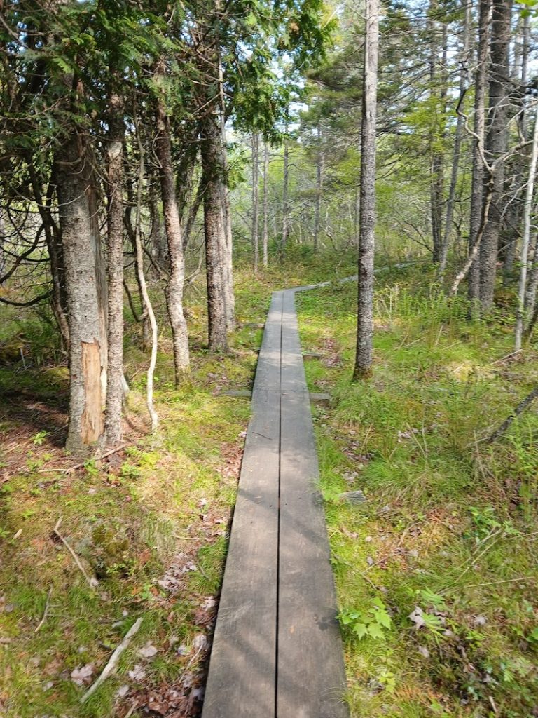 Wooden boardwalk winds through a spruce forest at Maine Coastal Islands National Wildlife Refuge, Acadia National Park.