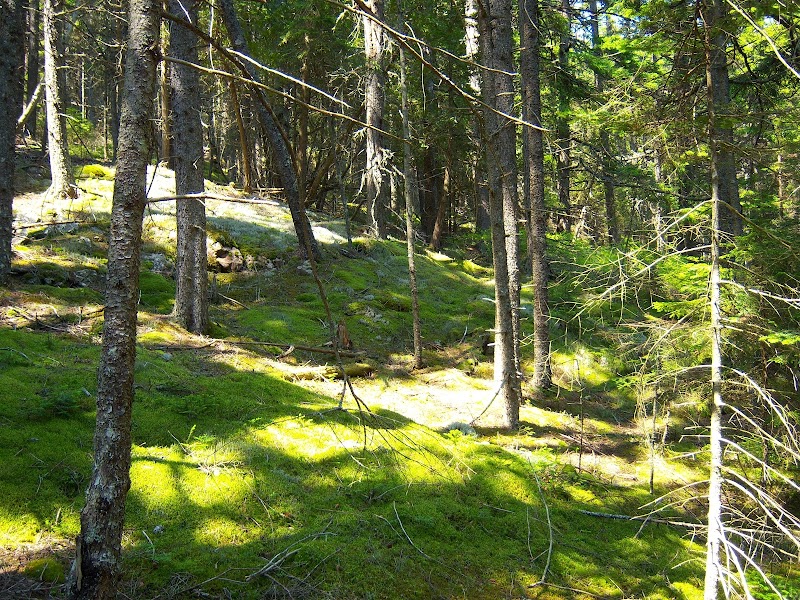 Harborside forest area in Acadia National Park with sunlit mossy ground and tall pine trees.