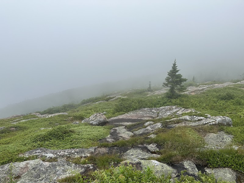 Cadillac Mountain summit trail in Acadia National Park shrouded in thick coastal fog with rocky outcrops and evergreen spruces.