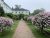 Castine garden path lined with pink flowering bushes in Acadia National Park on a sunny day.