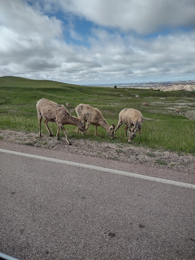 Roberts Prairie Dog Town at Badlands National Park: prairie dogs graze beside a roadside overlook.