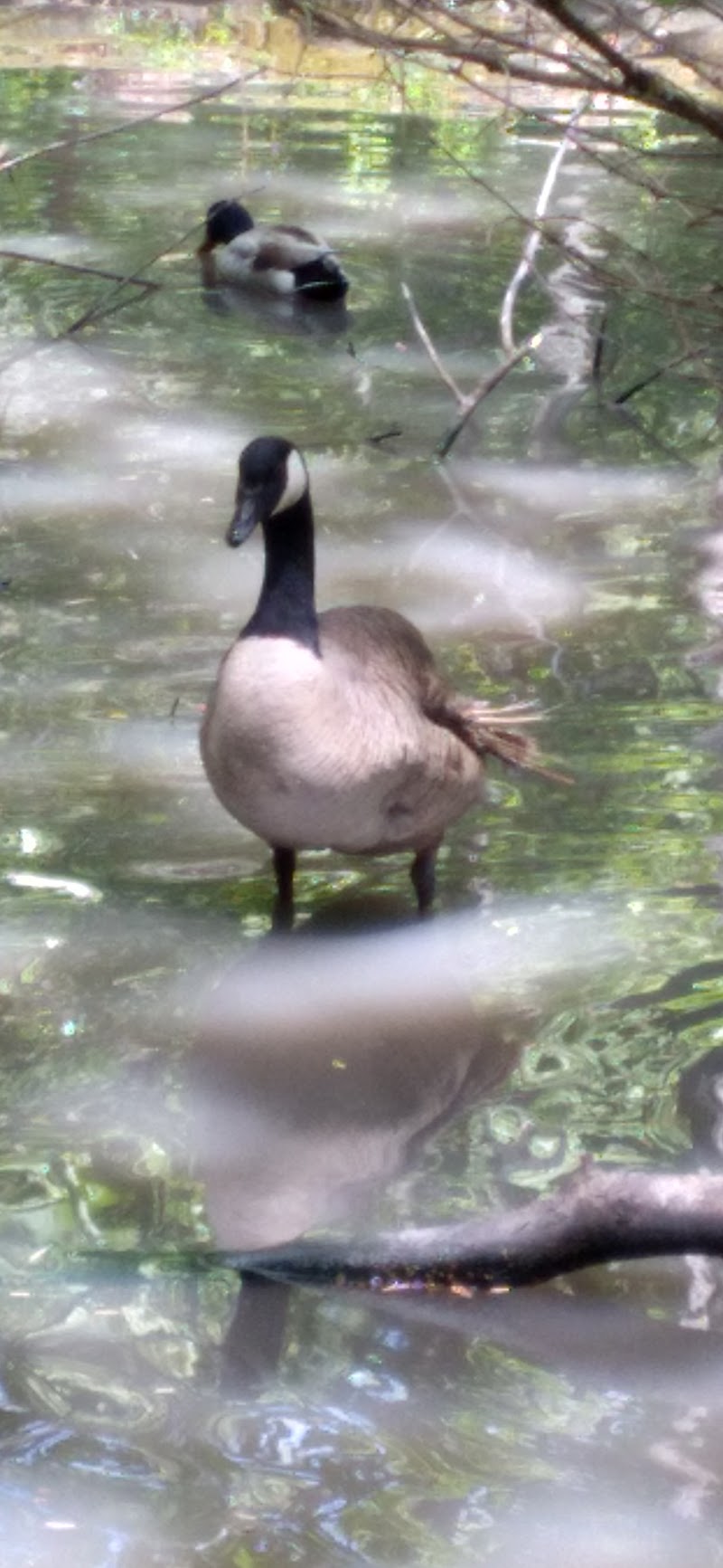 Canada goose stands in a calm pond near Ellsworth area in Acadia National Park, Maine, with reflections and overhanging branches.