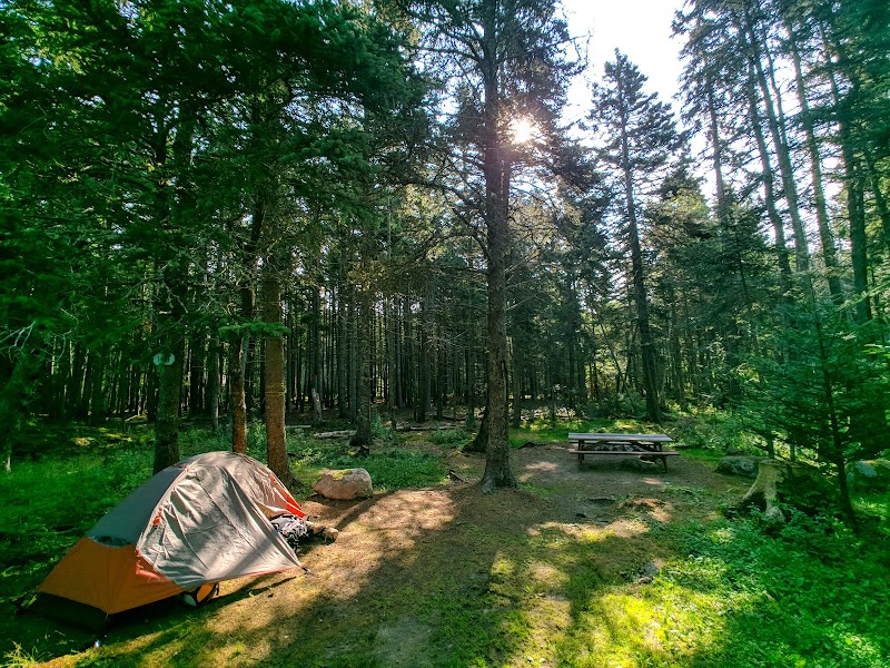 Tented campsite among tall pines with a wooden picnic table and sunlit clearing in Acadia National Park.
