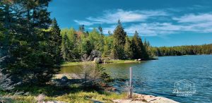 Steuben shoreline along Acadia National Park's lake with pine trees and rocky shore.