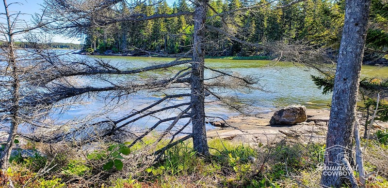 Steuben shoreline at Acadia National Park features pine trees, calm water, and a rocky beach along a tranquil coast.
