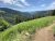 Grassy hillside trail along a slope with pine forests and distant mountains in Yellowstone National Park.