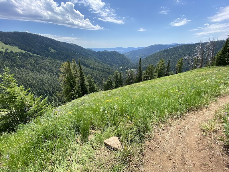 Grassy hillside trail along a slope with pine forests and distant mountains in Yellowstone National Park.
