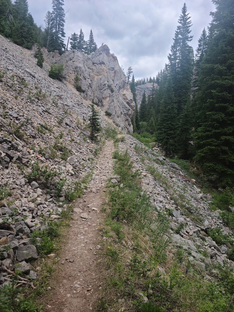 Rugged dirt trail runs along a rocky slope with scree and tall pines in Yellowstone National Park's Red Canyon Creek area.