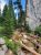 Red Canyon Creek trail winds past evergreen trees and a rocky canyon wall in Yellowstone National Park.