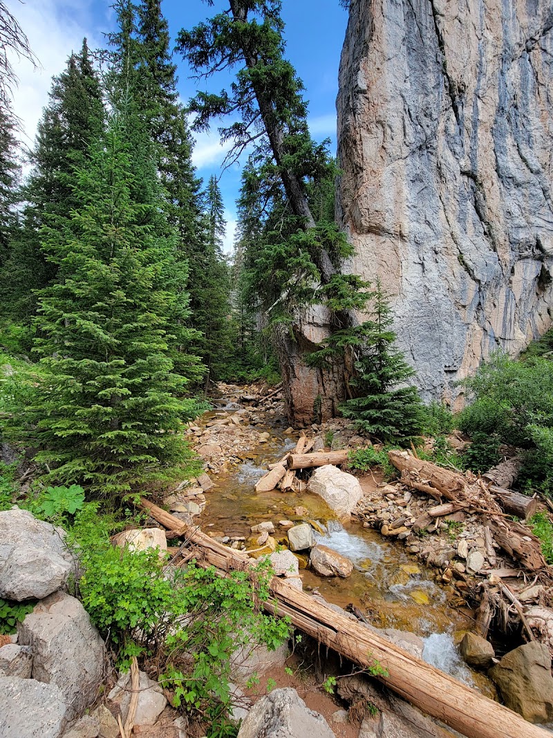 Yellowstone National Park trail beside a rocky creek, evergreen pines, fallen logs, and a towering granite cliff.