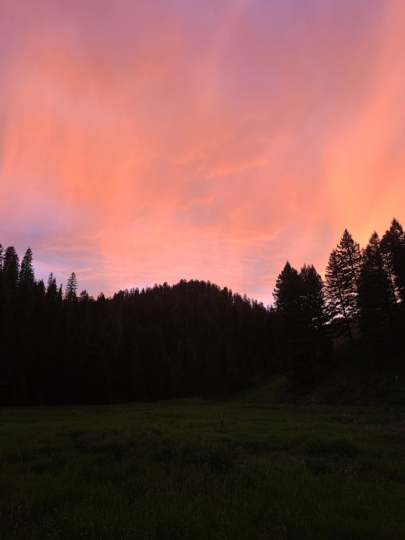 Pink-orange sunset over a dark pine forest and grassy meadow in Yellowstone National Park.