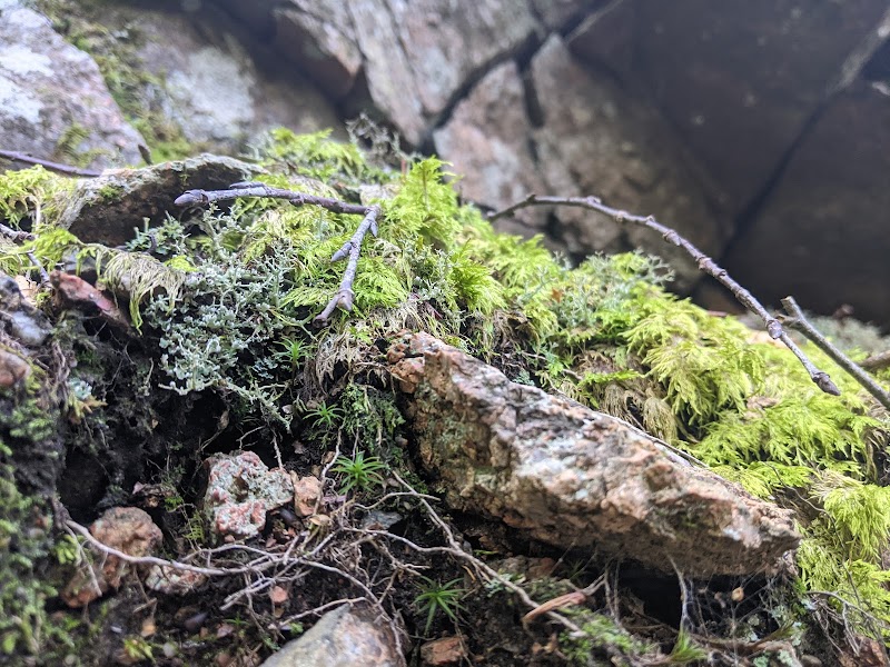 Moss and lichen cover rocks with twigs and tiny alpine plants along the Dorr Mountain trail in Acadia National Park.