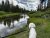 Dog on a leash overlooking a winding river flanked by tall pines and green meadows in Yellowstone National Park.