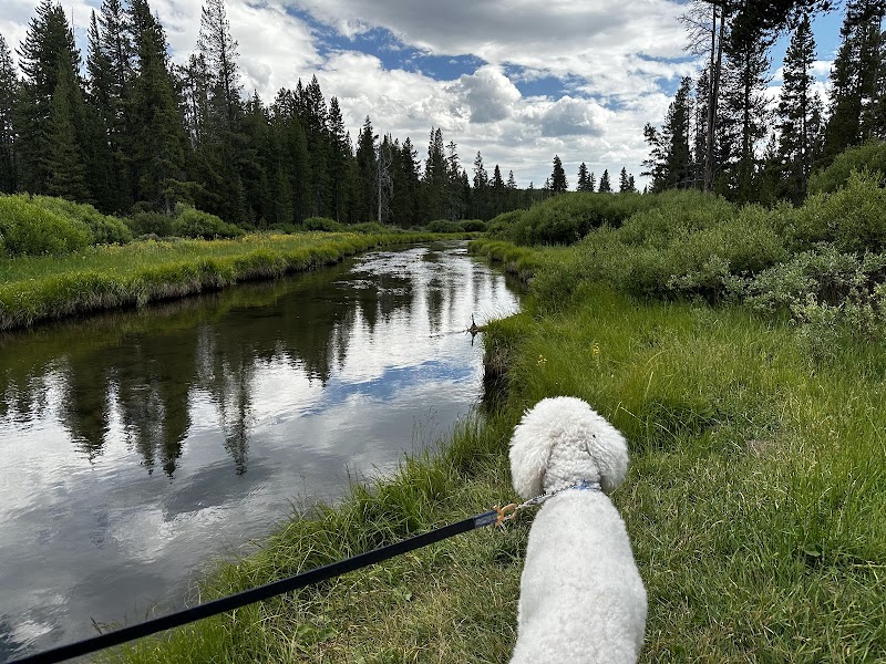 Dog on a leash overlooking a winding river flanked by tall pines and green meadows in Yellowstone National Park.
