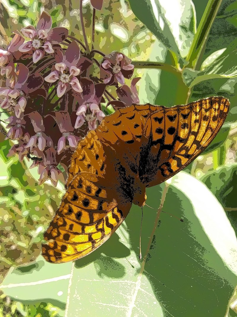 Bright orange butterfly with black markings perched on a purple bloom cluster among green leaves in Acadia National Park.