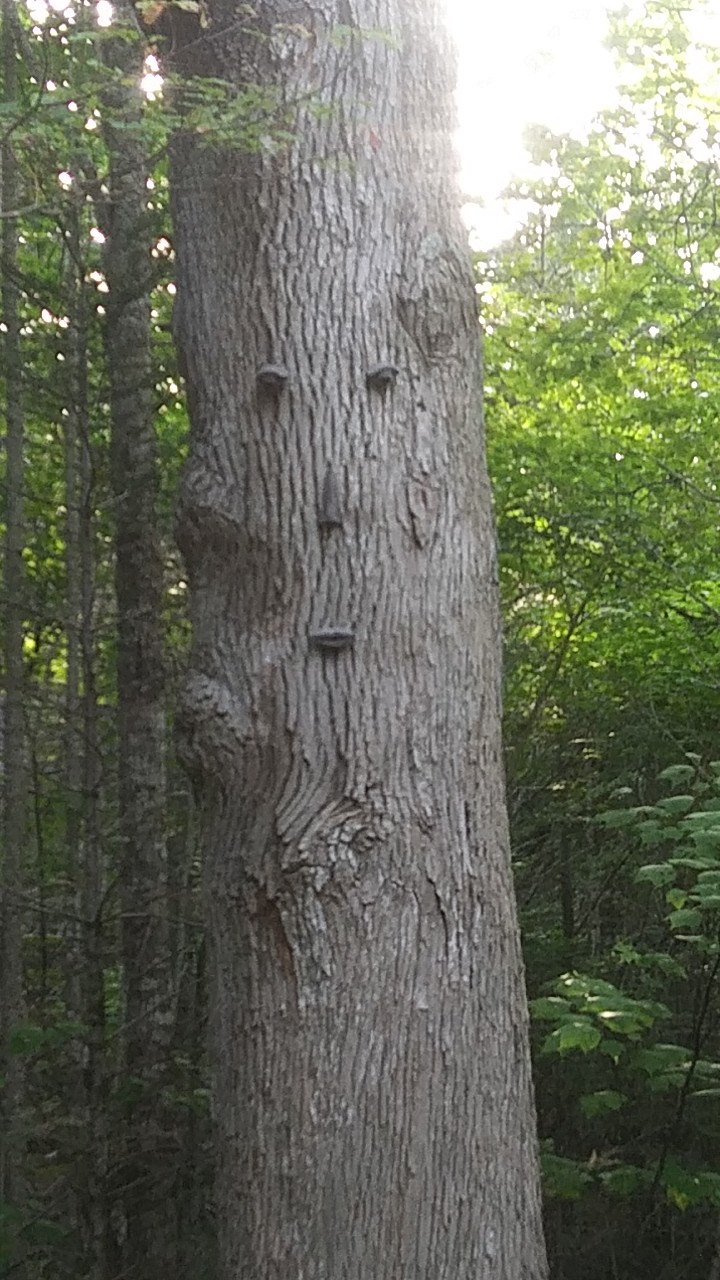 A large tree trunk in a lush Acadia National Park forest, with bark knots and ridges forming a face as sunlight filters through the leaves.